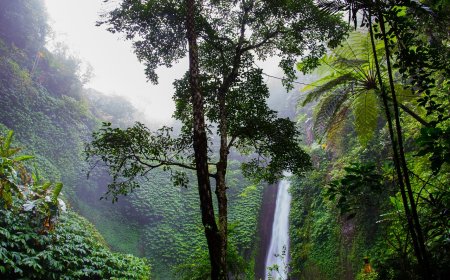 Gateway to Adventure: Exploring the Amazon Rainforest