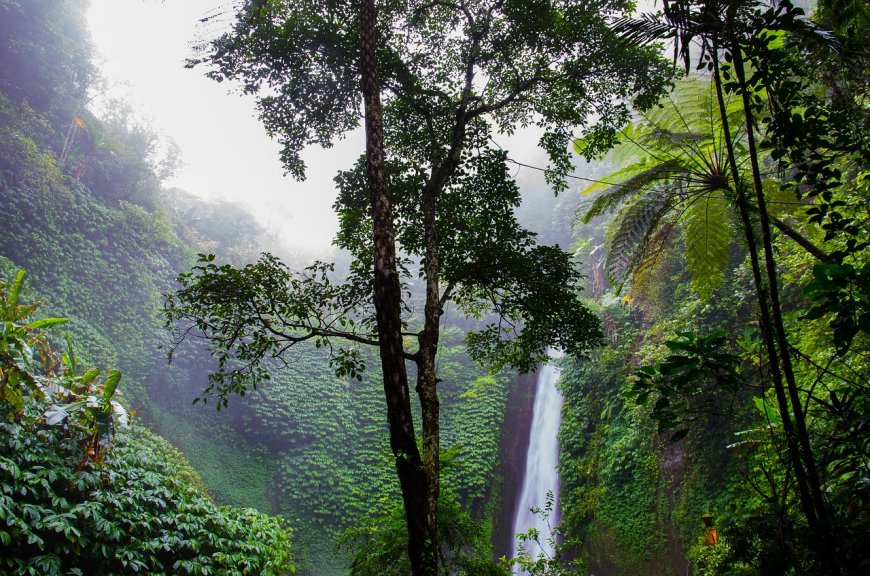 Gateway to Adventure: Exploring the Amazon Rainforest