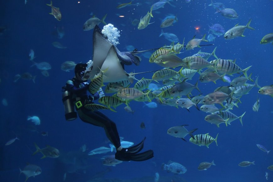 Into the Blue: Diving into the Underwater Wonderland of the Great Barrier Reef